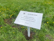 Аллеи сирени в Пскове и Великом Новгороде